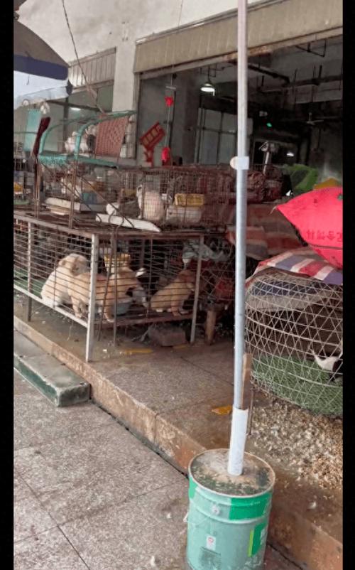 离我最近的狗市场缩略图
