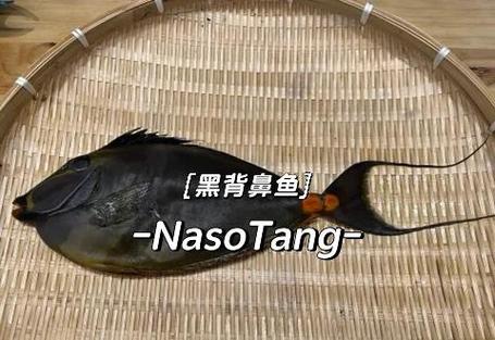 红头鱼是深海鱼吗游戏截图