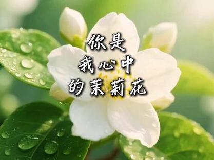 你是我心中最美丽的花缩略图