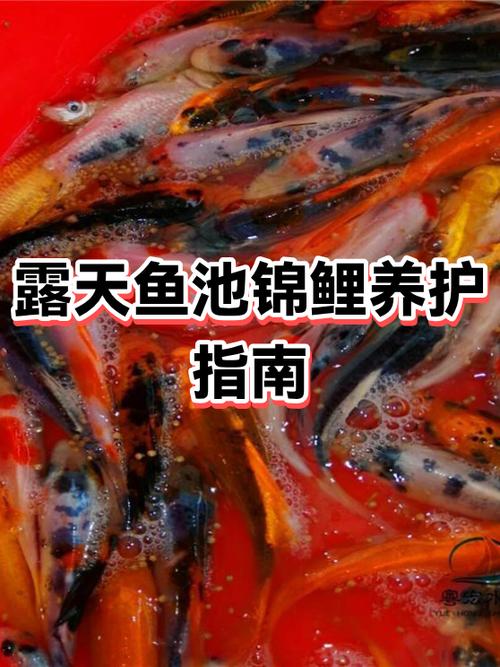 锦鲤景观鱼池水处理缩略图