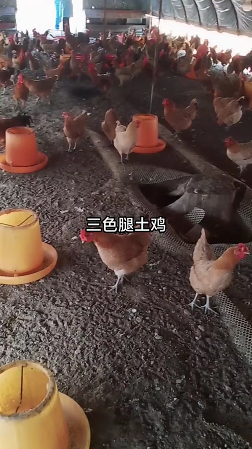 什么叫三色腿土鸡游戏截图
