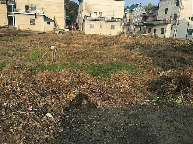 家有空地做什么项目呢缩略图