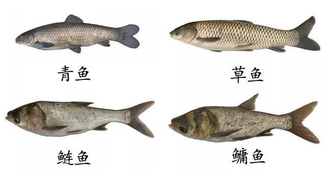 最强钓鱼人鱼的种类缩略图