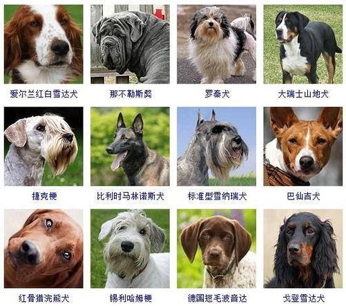 宠物有哪些缩略图