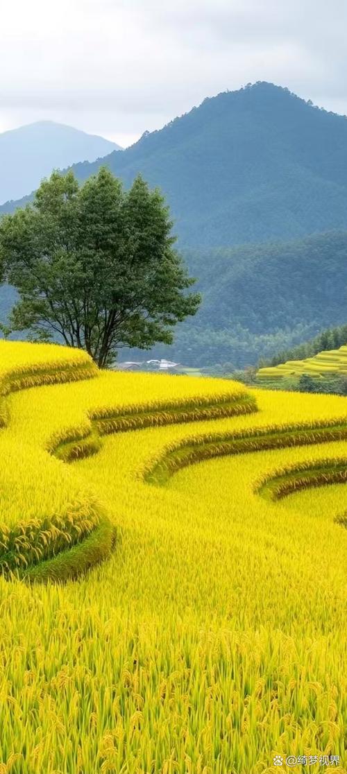 类似稻米视频的APP缩略图