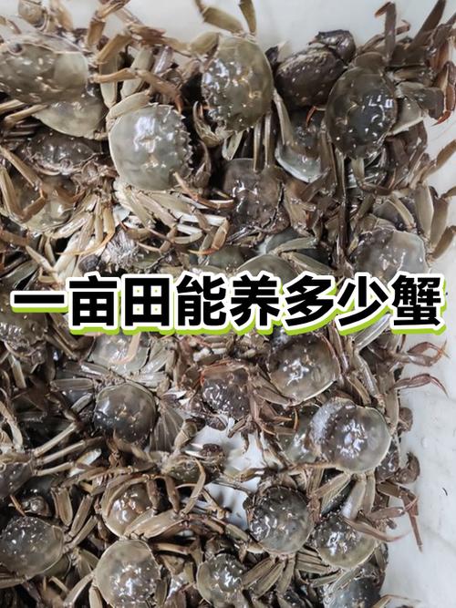 稻田养蟹一亩养多少只缩略图