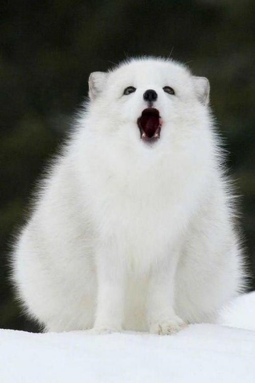 雪狐狸缩略图