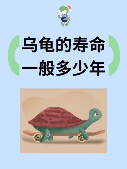乌龟寿命有多少年游戏截图