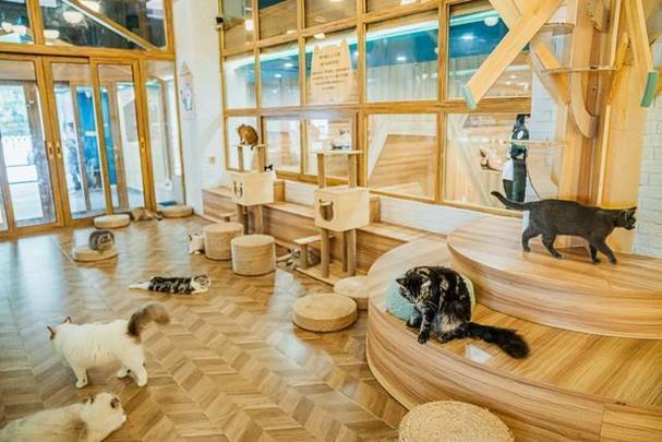 猫咪咖啡厅缩略图
