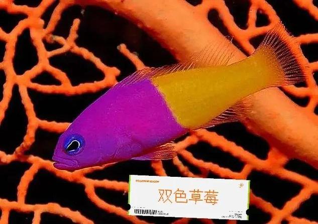 鱼可以和草莓一起吃吗游戏截图