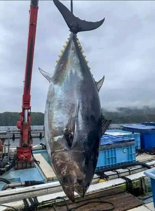鲔鱼 台湾游戏截图