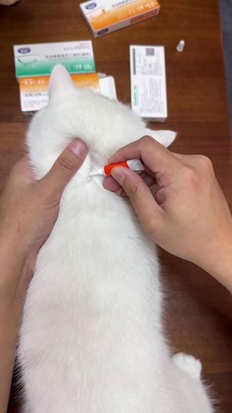 猫脖子侧面摸着有一个疙瘩缩略图