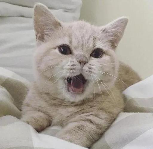 猫的叫声吸引猫缩略图