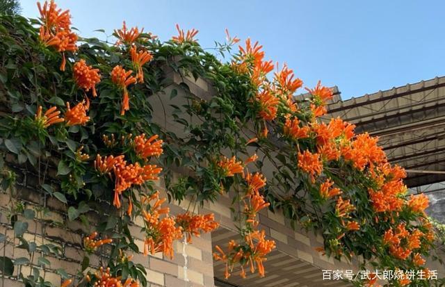 植物大战僵尸四炮流缩略图
