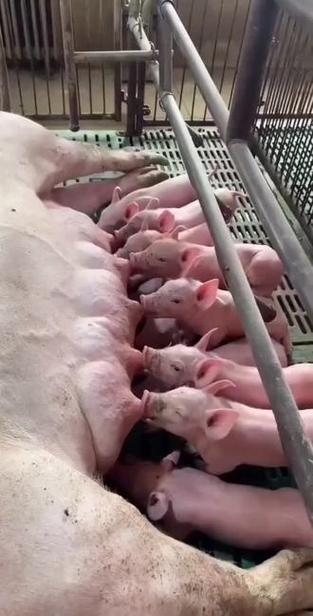 抖音上的那个养猪游戏截图