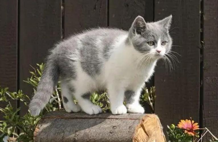 猫一般是短尾好还是长尾好缩略图