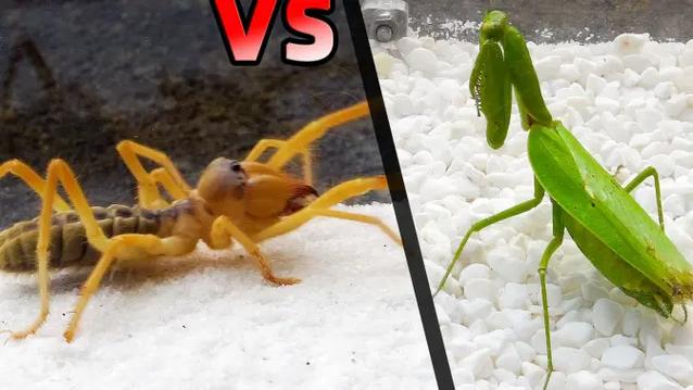 螳螂vs避日蛛缩略图