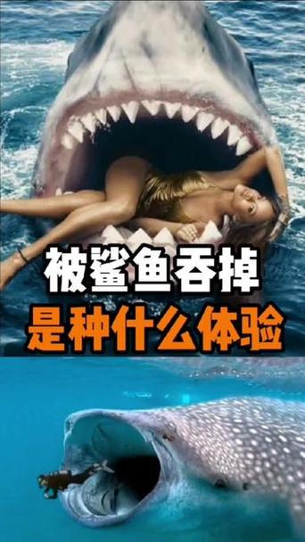鲨鱼为啥要吃人缩略图