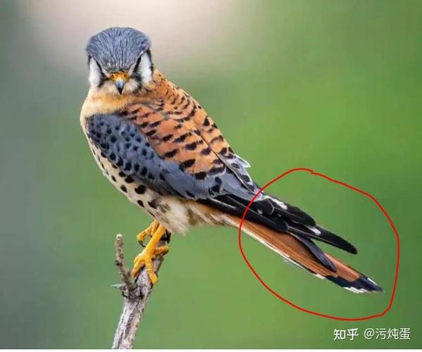 雀是短尾巴鸟还是长尾巴鸟缩略图
