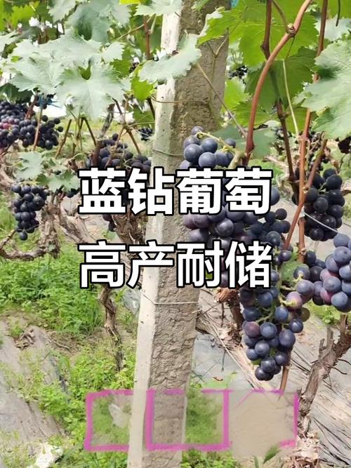 蓝钻葡萄是早熟葡萄吗缩略图