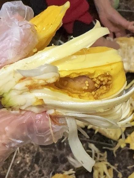 菠萝蜜的皮能吃吗缩略图