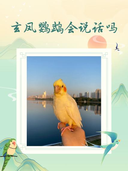 玄凤鹦鹉 会说话缩略图