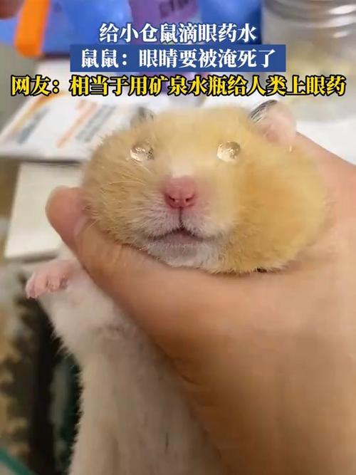 仓鼠眼睛周围脱毛露肉缩略图