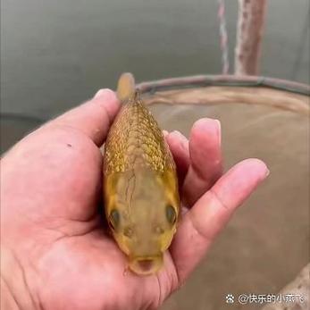 钓鱼钓到锦鲤是好事吗缩略图