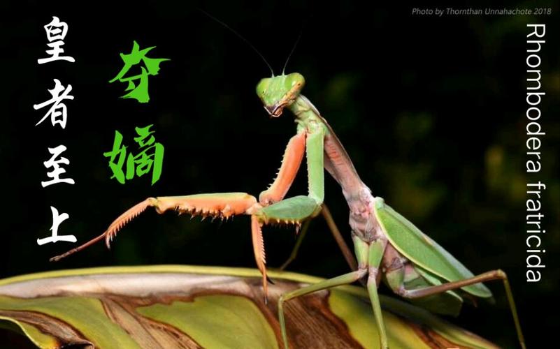 避日蛛vs夺嫡菱背螳缩略图