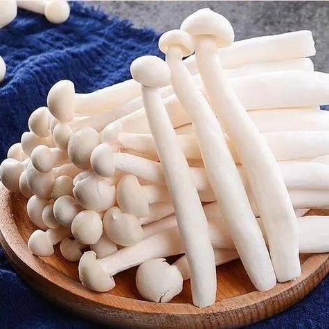 白玉菇图片大全大图缩略图