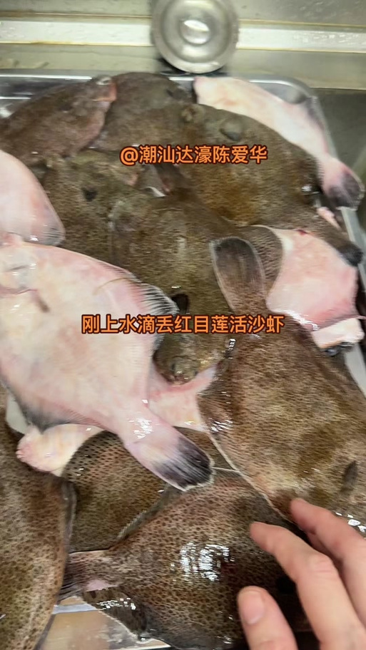 潮汕免鱼是什么鱼缩略图