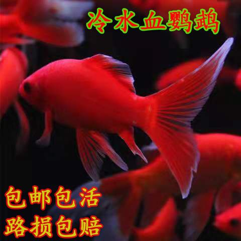 红鱼黑眼是什么鱼缩略图
