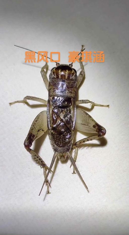 蛐蛐也疯狂游戏截图