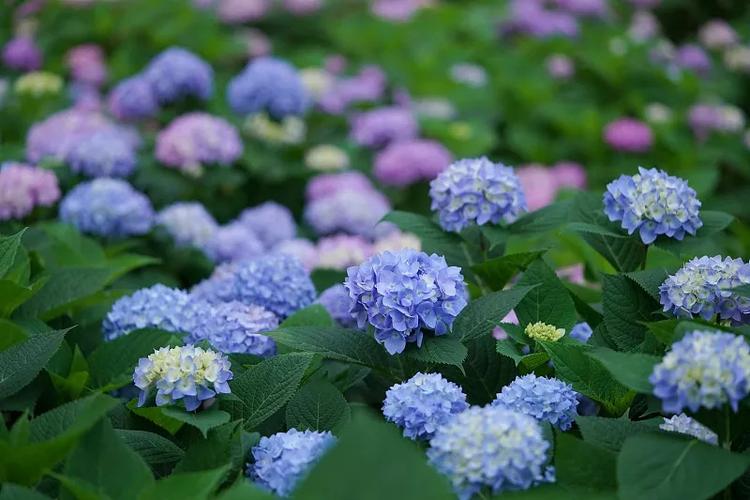 紫阳花是什么花缩略图
