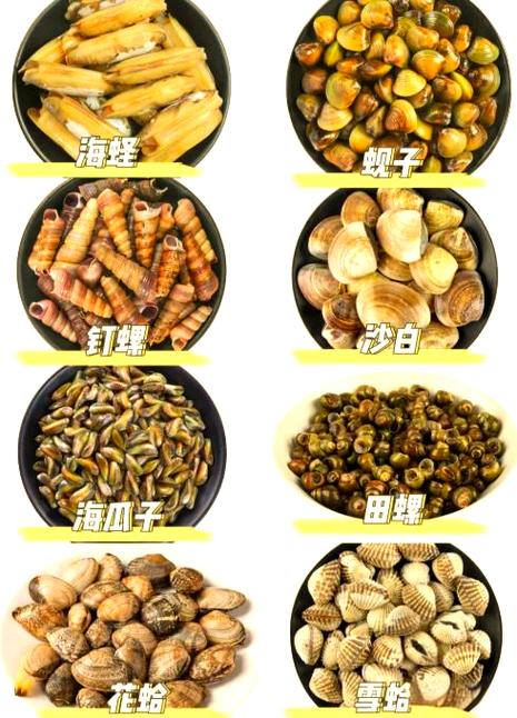 25种贝壳类海鲜缩略图
