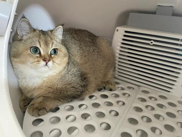 金渐层猫贵贱看尾巴缩略图
