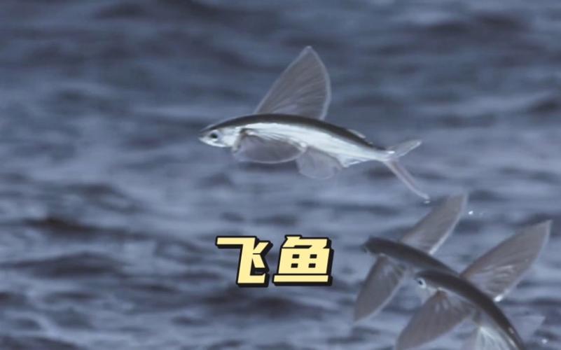 鲤鱼,模拟小鱼,飞鱼全集视频缩略图