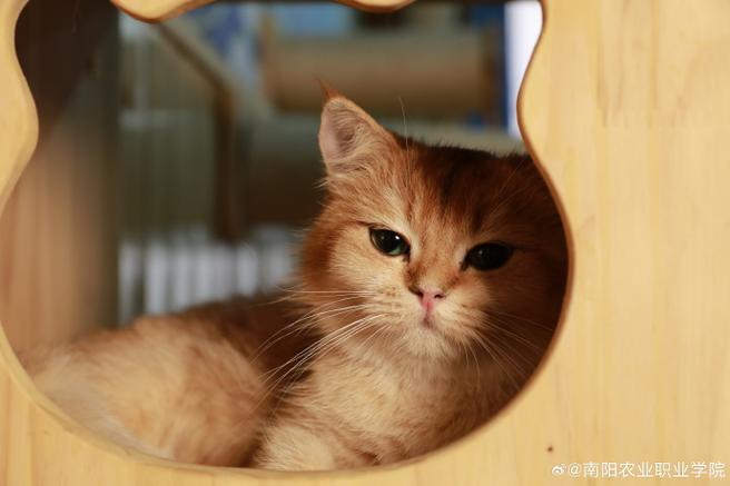 猫咪新版官网缩略图