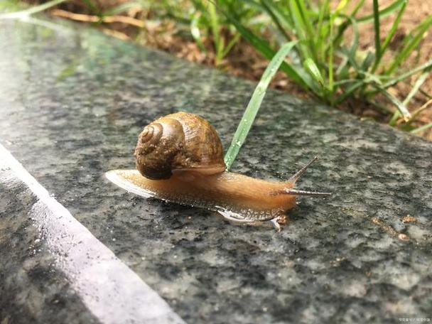 蜗牛缩略图