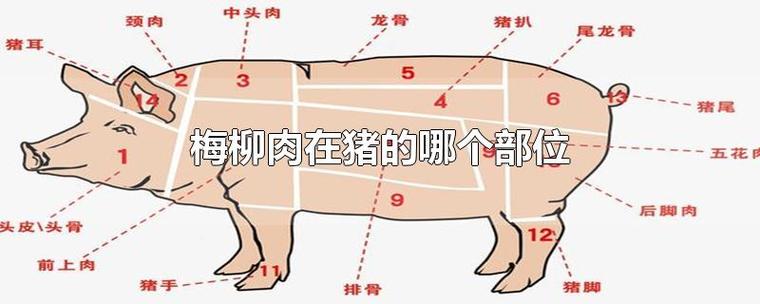 梅花肉在猪的哪个部位游戏截图