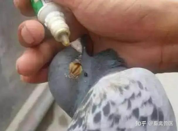 鸽子单眼伤风最快治疗方法缩略图