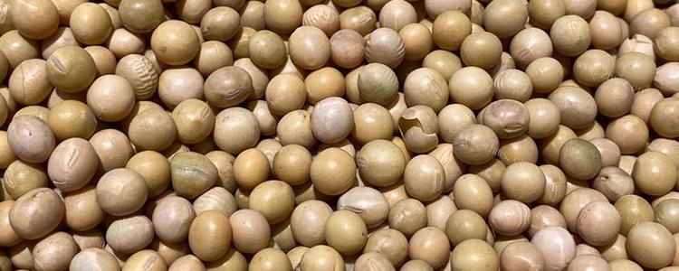 白豌豆是黄豆吗缩略图