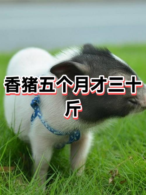 香猪有几个品种图标