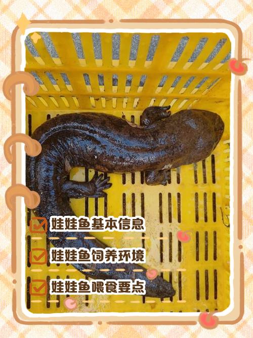 养娃娃鱼水多深合适缩略图