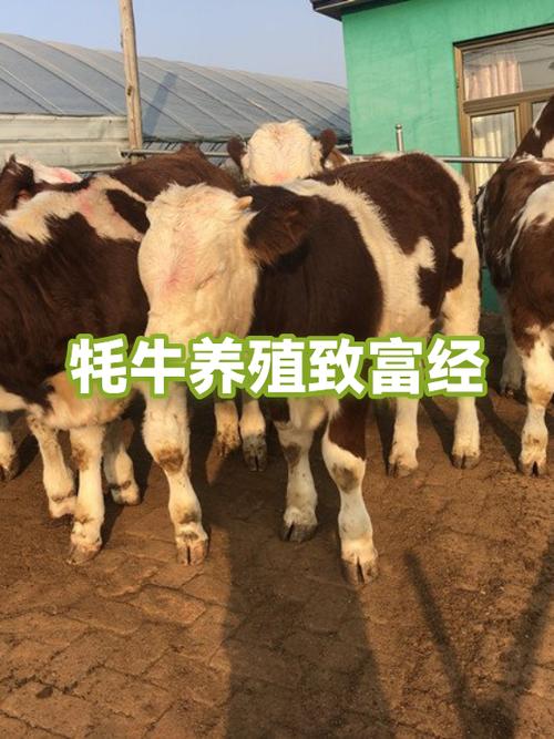 养殖业加盟项目致富经缩略图