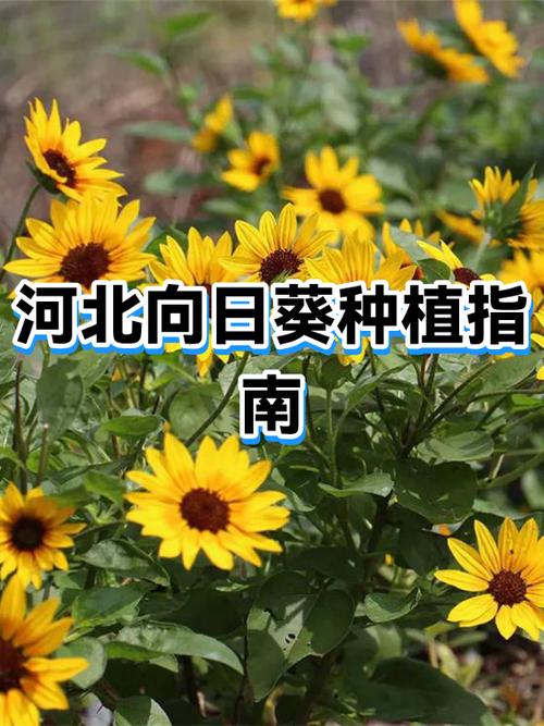 向日葵总掉线怎么办缩略图