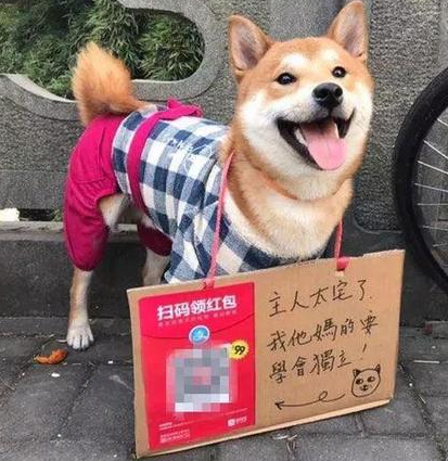 养狗l领红包缩略图