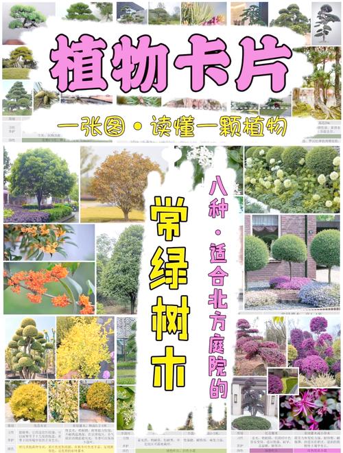 常见园林树木200种游戏截图