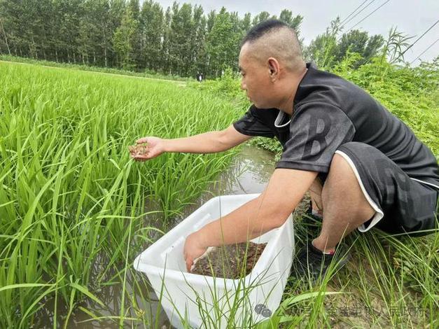 稻田养虾一亩能挣多少钱缩略图