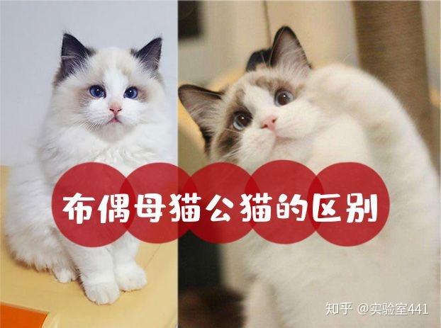 布偶猫家养公猫还是母猫好缩略图